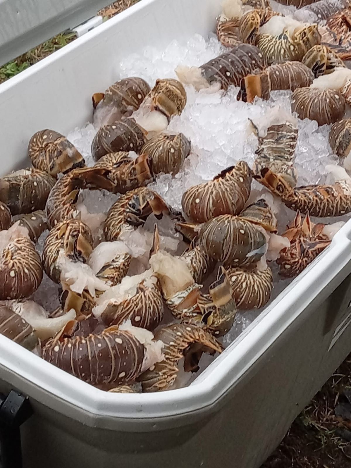 Crates of Florida Keys lobster at the dock